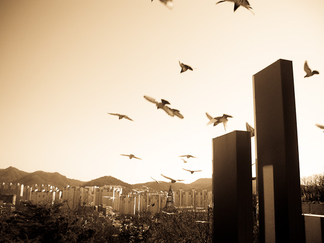 Birds