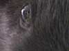 thumbnail of Item 2 Title