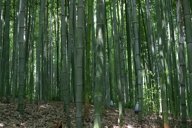 Damyang Bamboo Forest