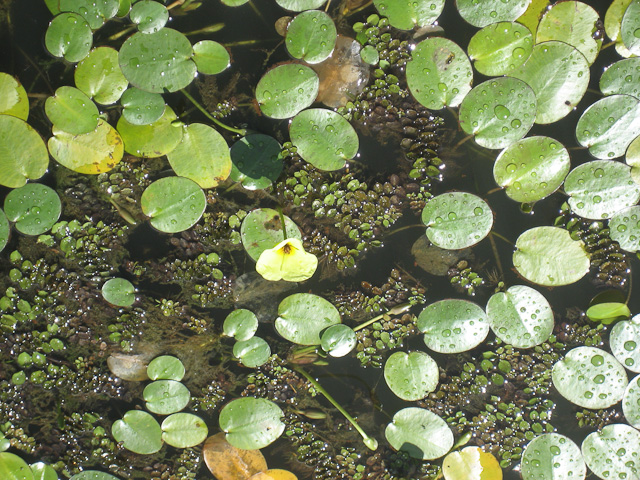 Lily Pads