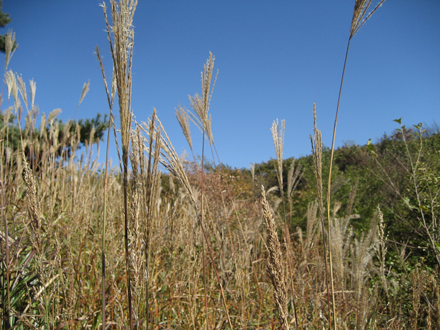 Stay Out of the Tall Grass!